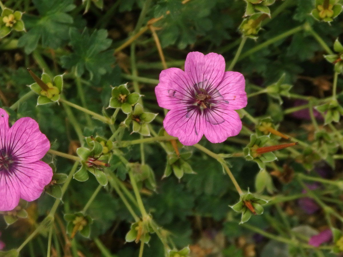 Kakost sivý (Geranium cinereum Cavanilles)