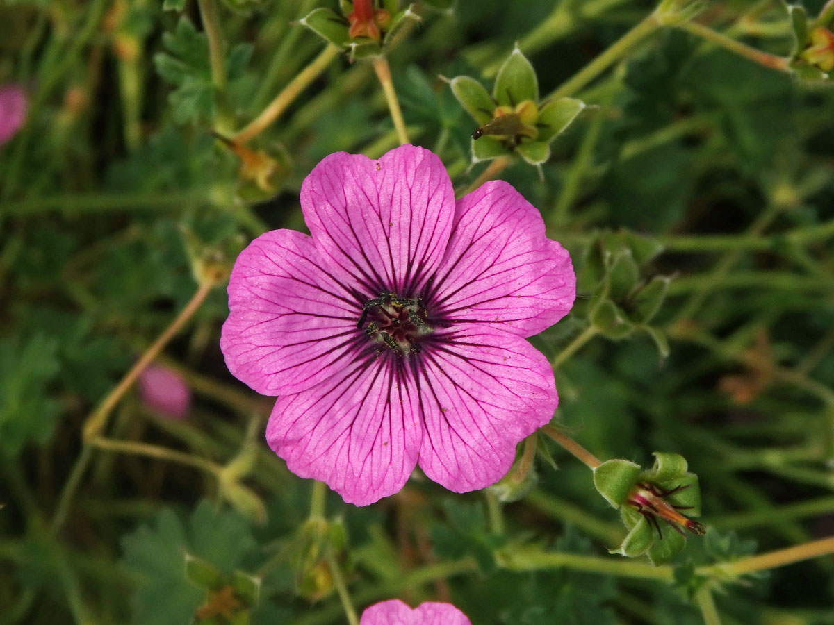 Kakost sivý (Geranium cinereum Cavanilles)