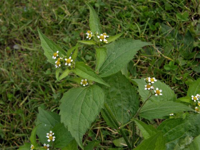 Pěťour maloúborný (Galinsoga parviflora Cav.)