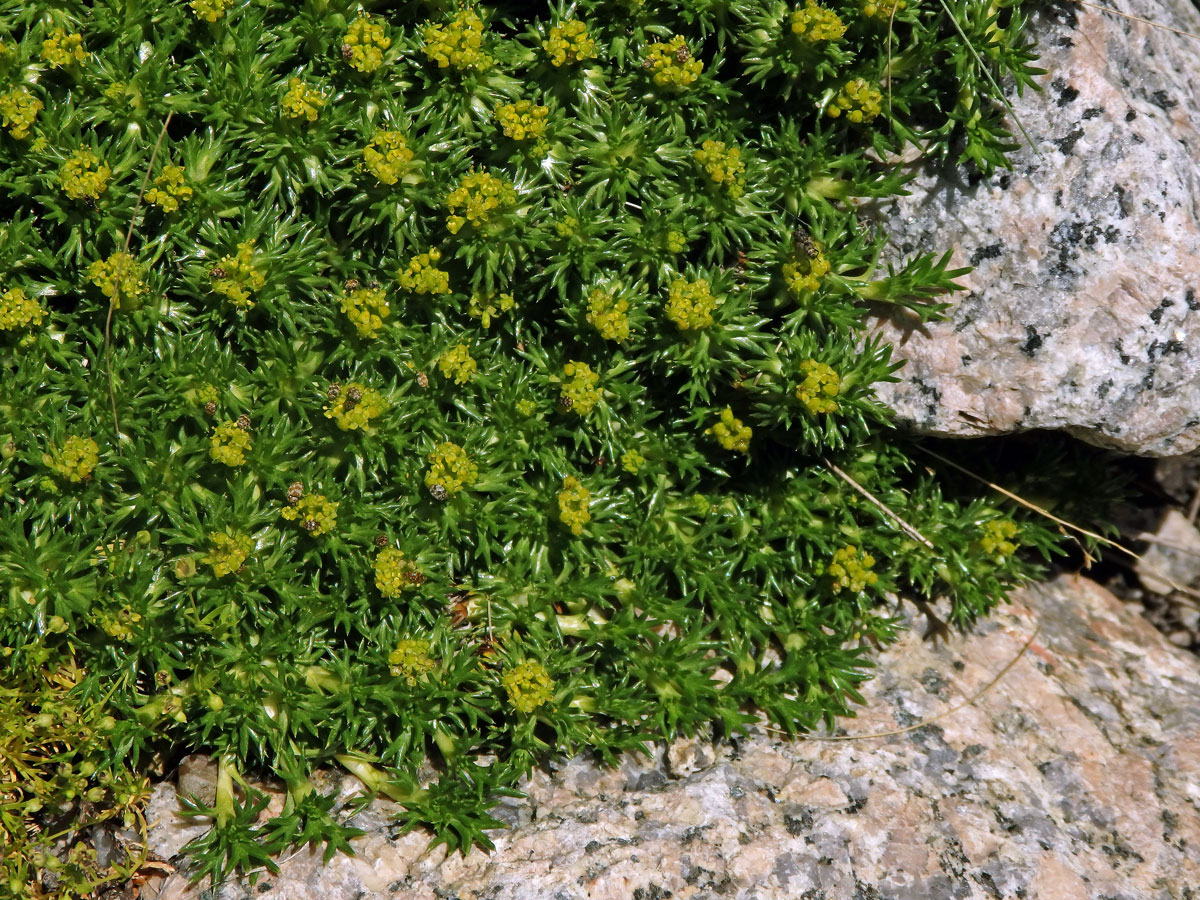 Azorela třídílná (Azorella trifurcata (Gaertn.) Pres.)