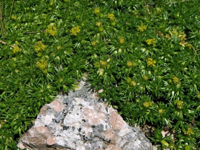 Azorela třídílná (Azorella trifurcata (Gaertn.) Pres.)