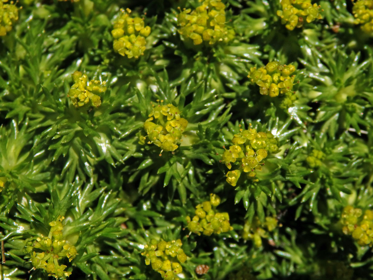 Azorela třídílná (Azorella trifurcata (Gaertn.) Pres.)