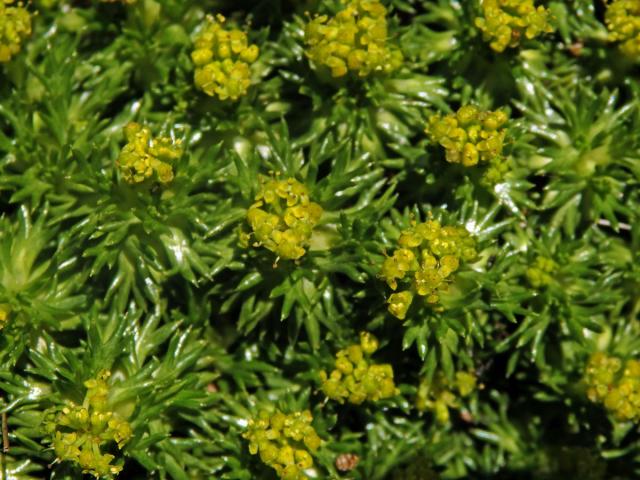 Azorela třídílná (Azorella trifurcata (Gaertn.) Pres.)