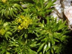 Azorela třídílná (Azorella trifurcata (Gaertn.) Pres.)