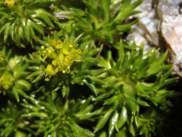 Azorela třídílná (Azorella trifurcata (Gaertn.) Pres.)