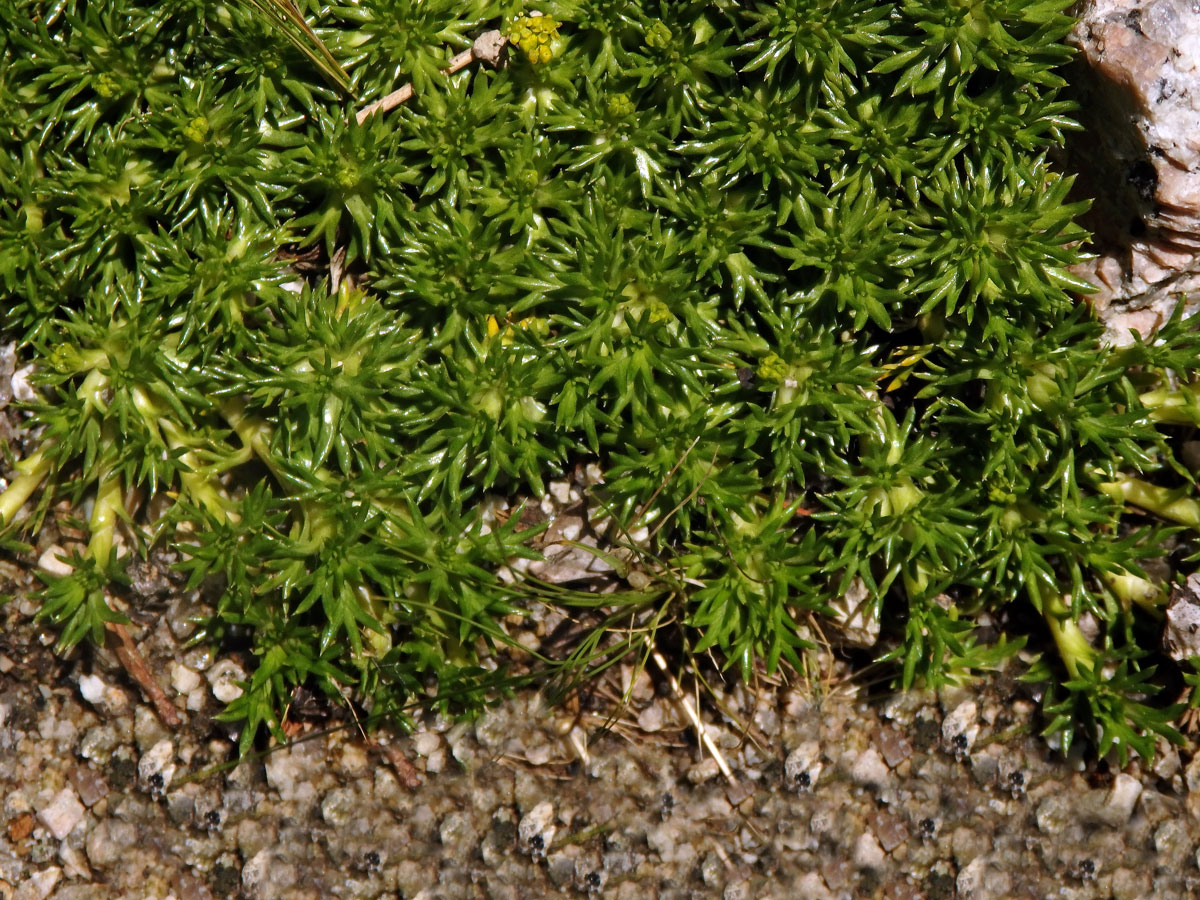 Azorela třídílná (Azorella trifurcata (Gaertn.) Pres.)