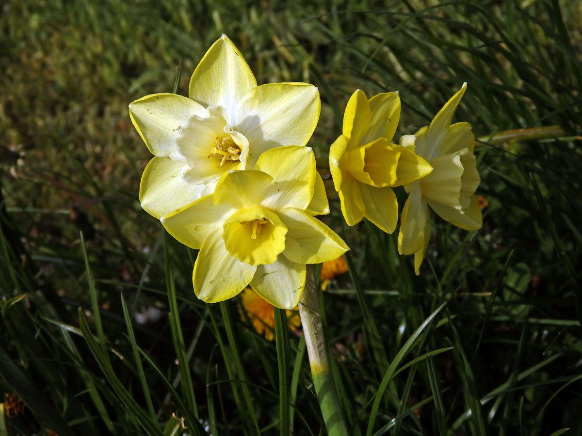 1_Amarylkovité: Narcis (Narcissus)