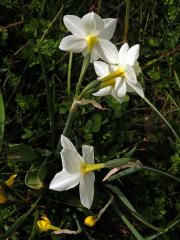 1_Amarylkovité: Narcis (Narcissus)