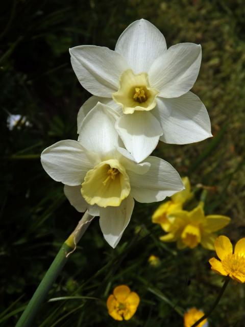 1_Amarylkovité: Narcis (Narcissus)