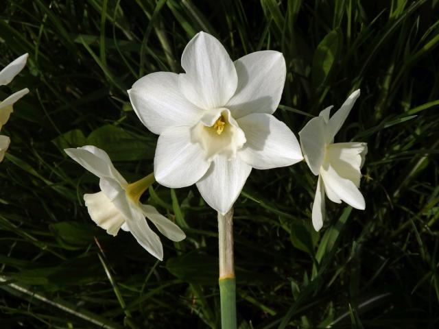 1_Amarylkovité: Narcis (Narcissus)