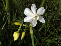 1_Amarylkovité: Narcis (Narcissus)