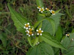 Pěťour maloúborný (Galinsoga parviflora Cav.)