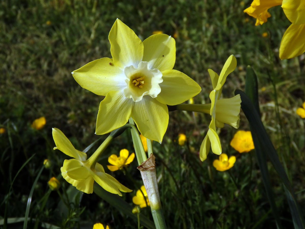 1_Amarylkovité: Narcis (Narcissus)