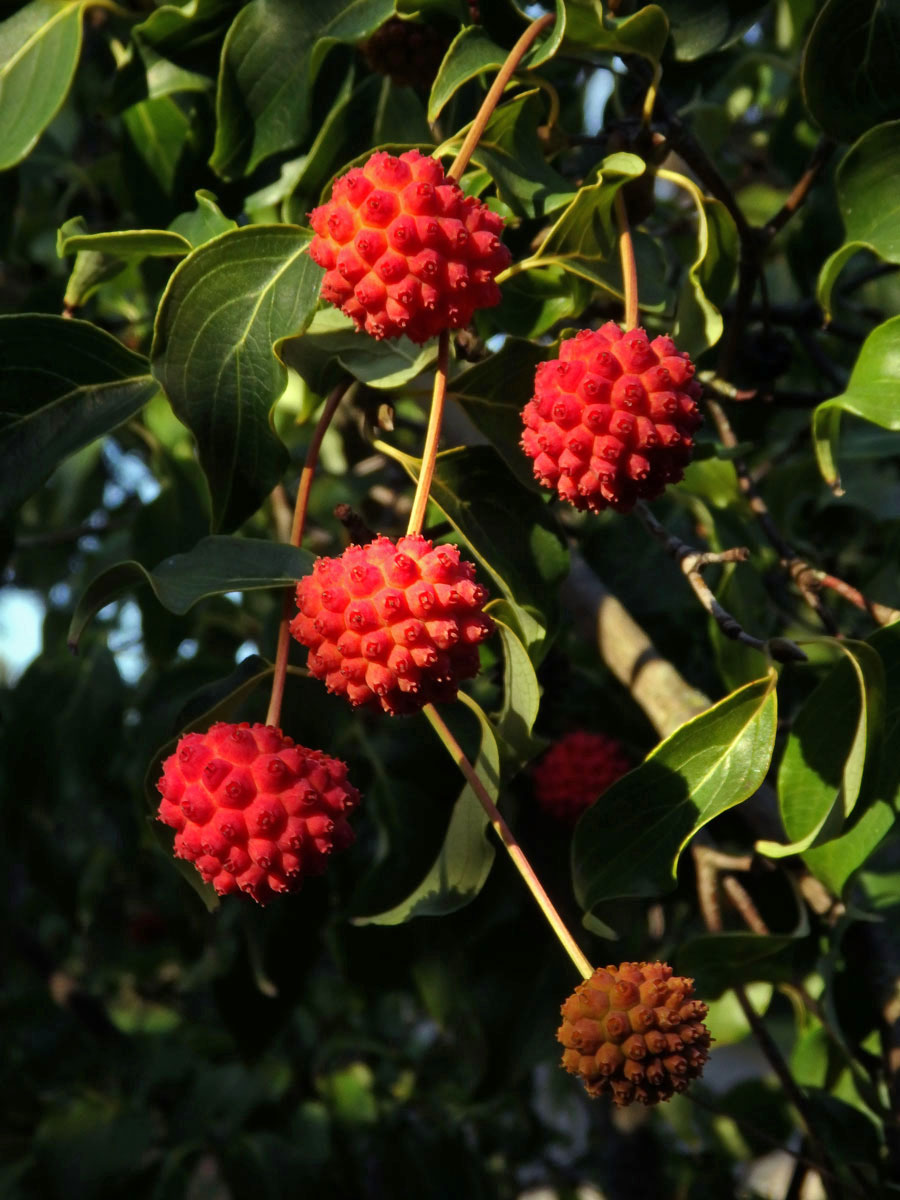 Svída japonská (Cornus kousa Buerg.) Hance)