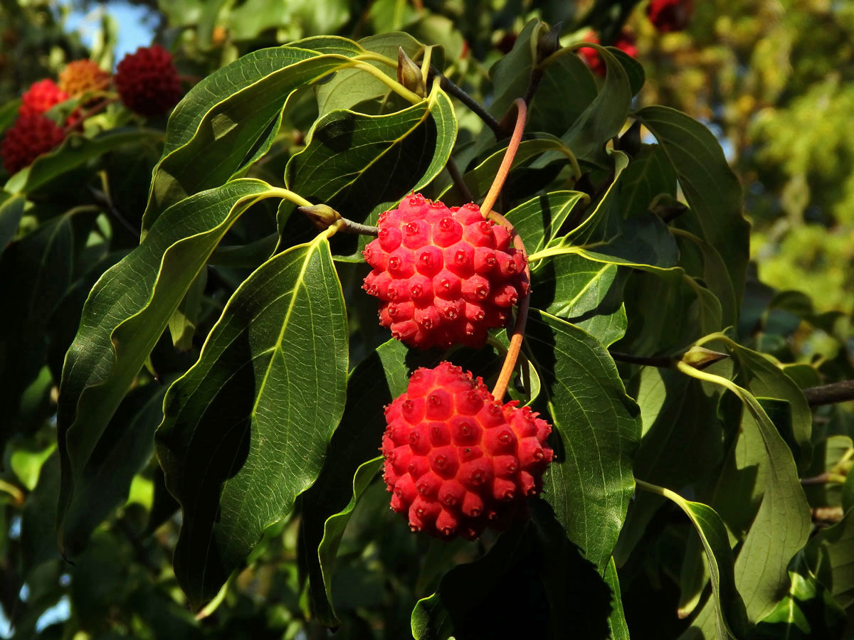 Svída japonská (Cornus kousa Buerg.) Hance)