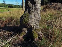 Smrk ztepilý (Picea abies (L.) Karsten) (40) s nádorem na kmeni