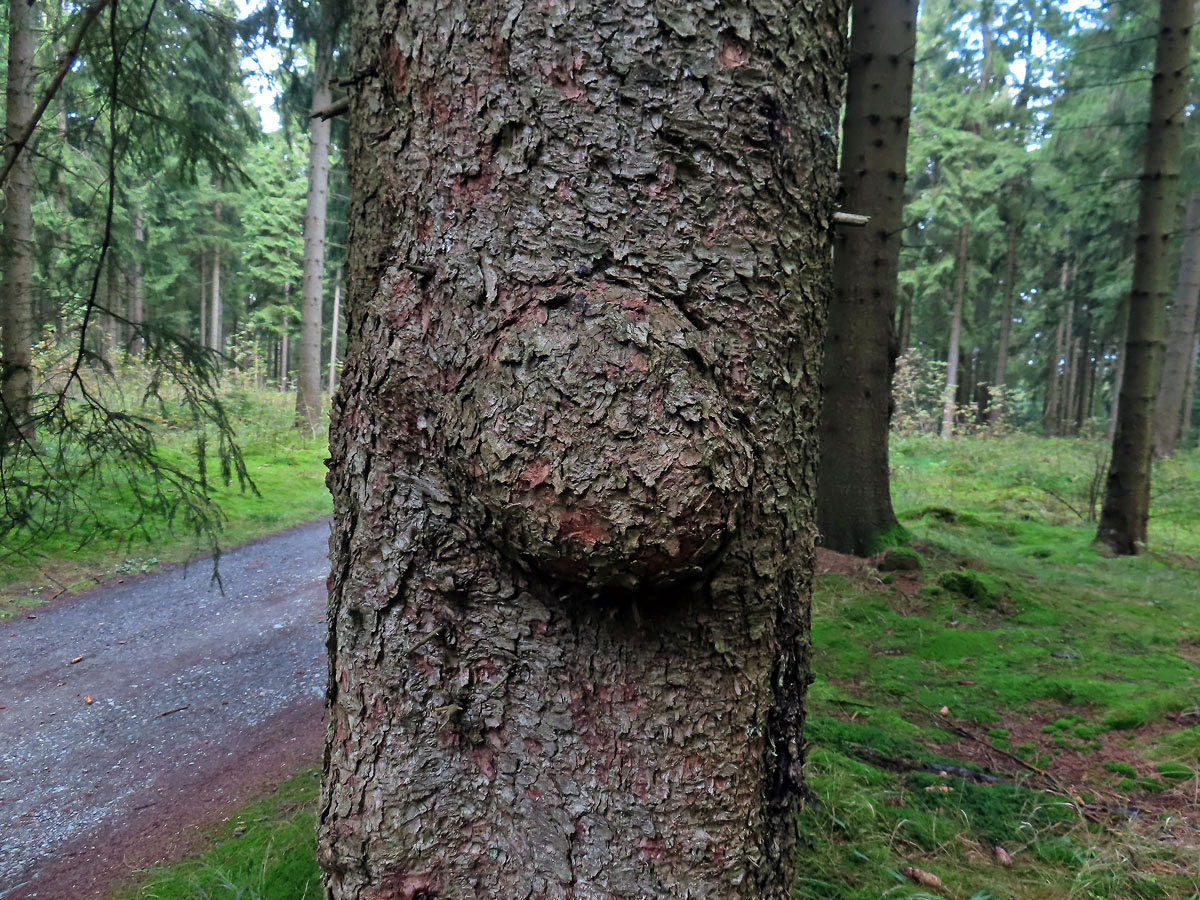 Smrk ztepilý (Picea abies (L.) Karsten) (41) s nádorem na kmeni