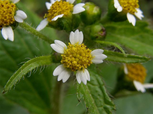 Pěťour maloúborný (Galinsoga parviflora Cav.)