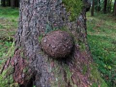Smrk ztepilý (Picea abies (L.) Karsten) (42c) s nádorem na kmeni