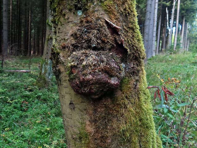 Jeřáb ptačí (Sorbus ancuparia L.) s nádorem na kmeni (5)