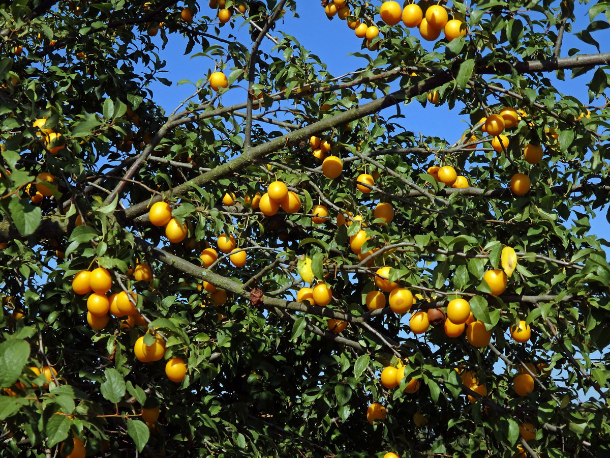 Slivoň obecná (Prunus insititia L.)