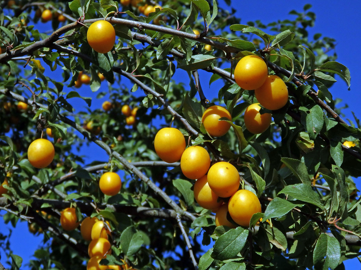 Slivoň obecná (Prunus insititia L.)