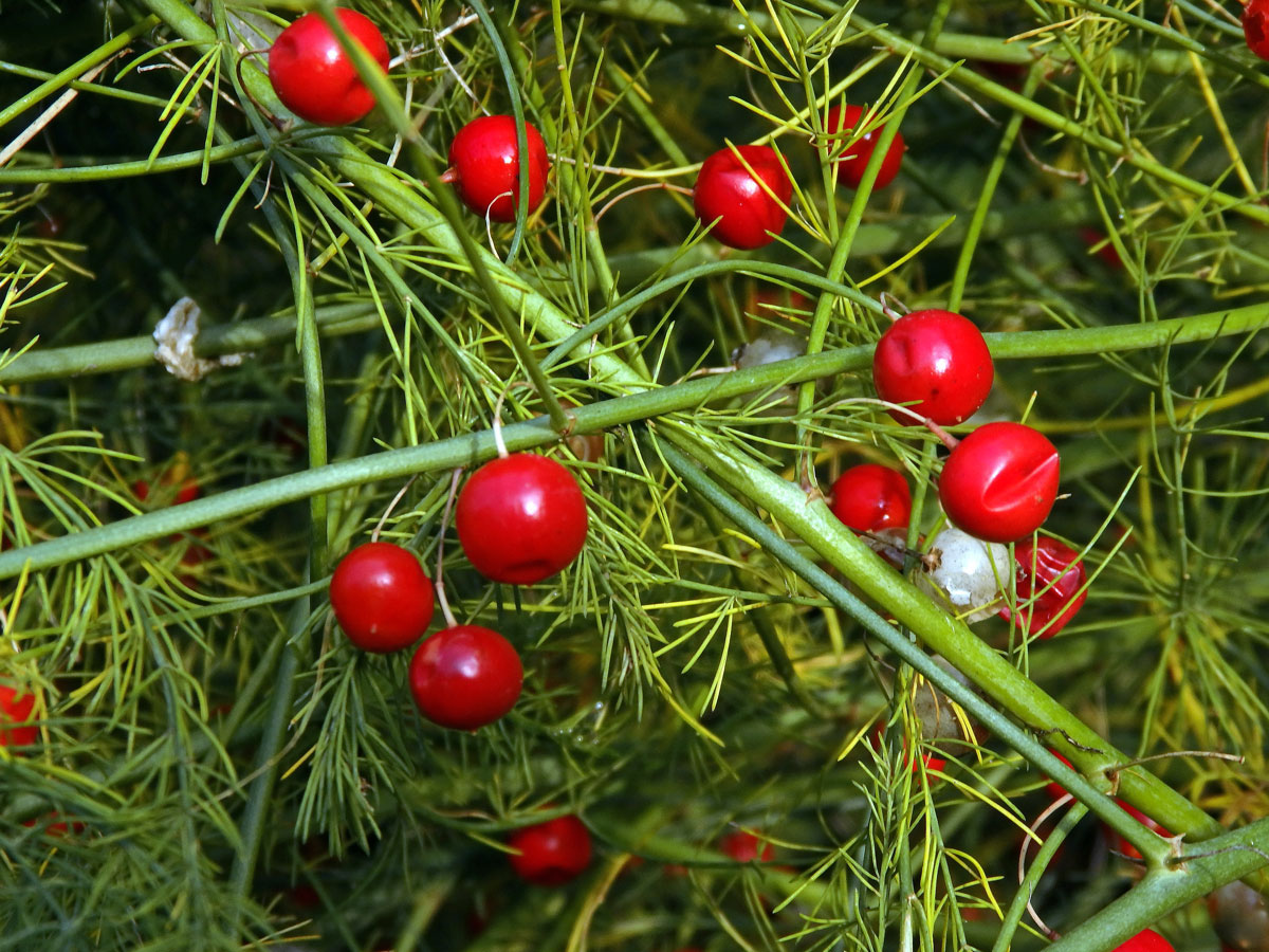 Chřest lékařský (Asparagus officinalis L.)