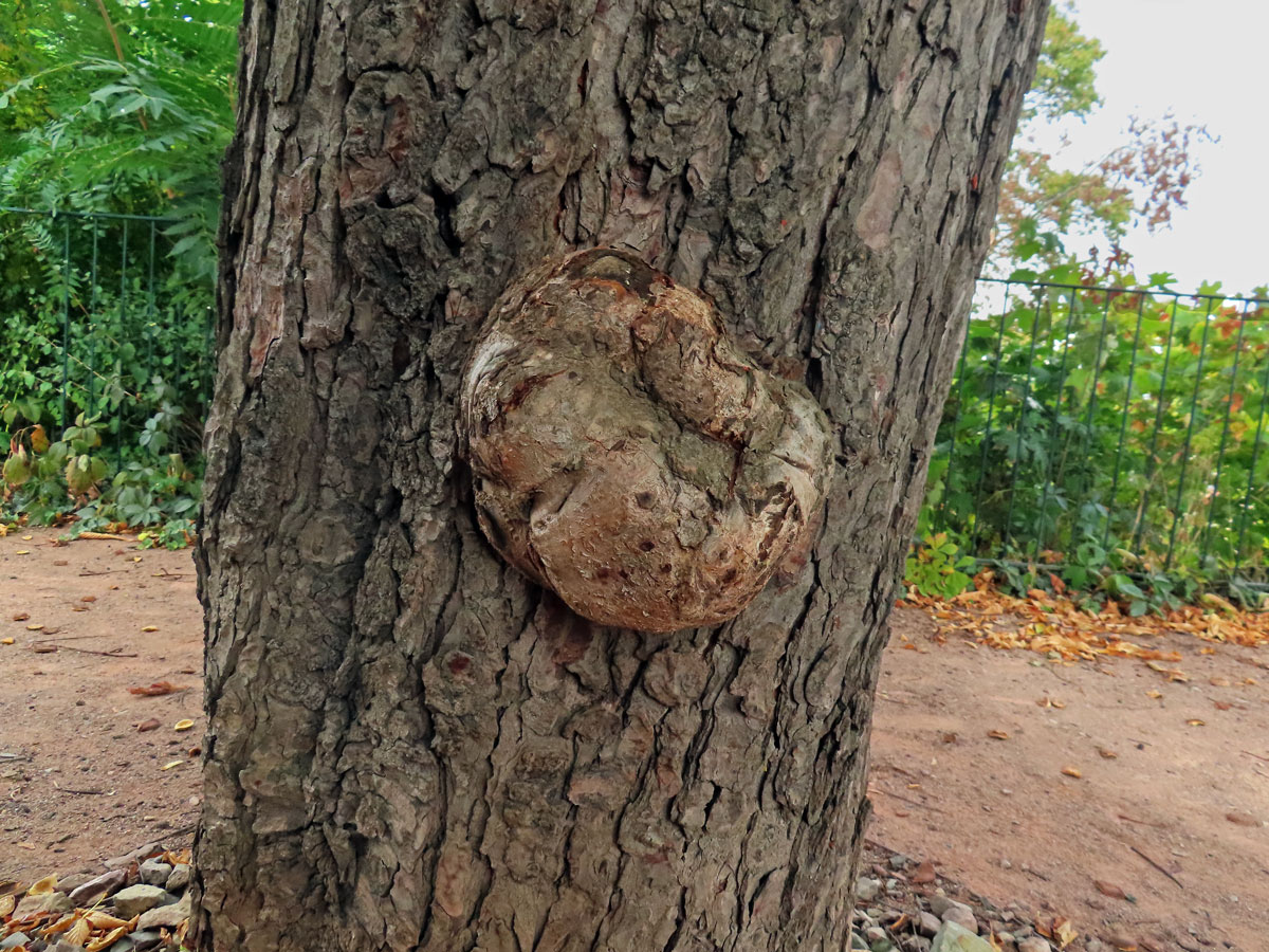 Jírovec maďal (Aesculus hippocastanum L.) (7) s tumorem na kmeni