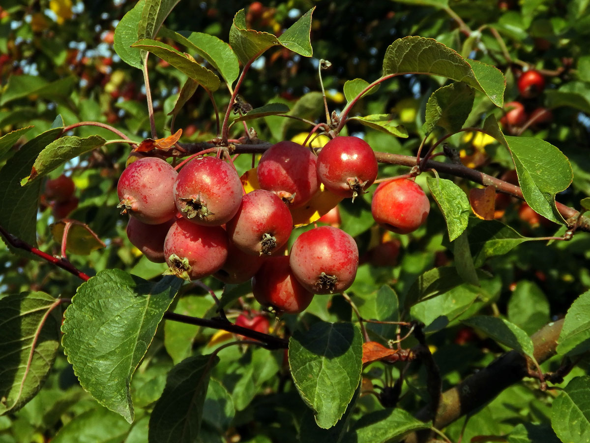 Jabloň mnohokvětá (Malus floribunda Siebold ex Van Houtte)