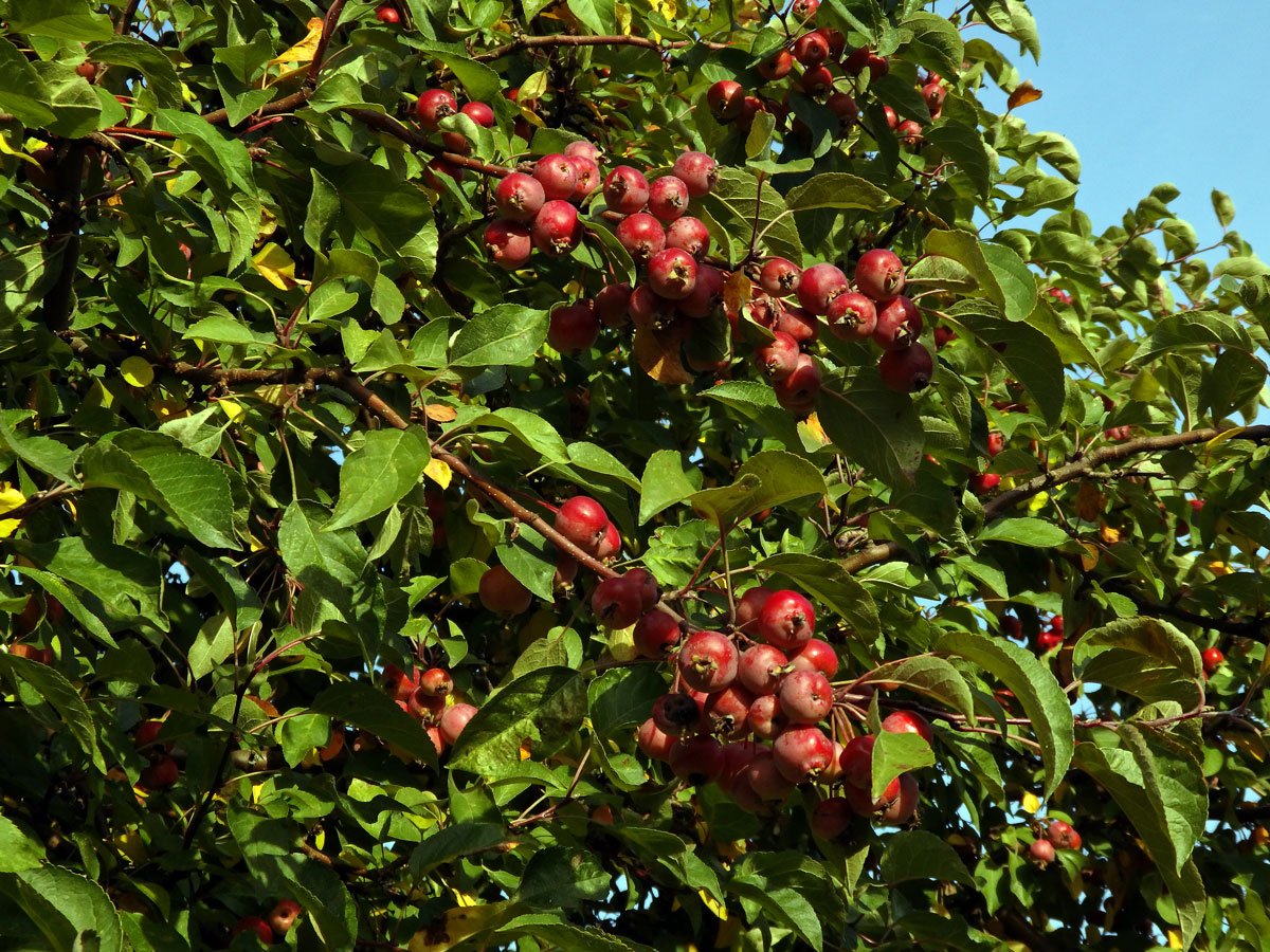 Jabloň mnohokvětá (Malus floribunda Siebold ex Van Houtte)