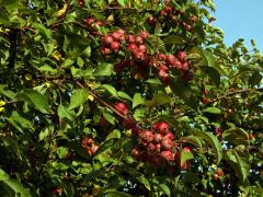 Jabloň mnohokvětá (Malus floribunda Siebold ex Van Houtte)