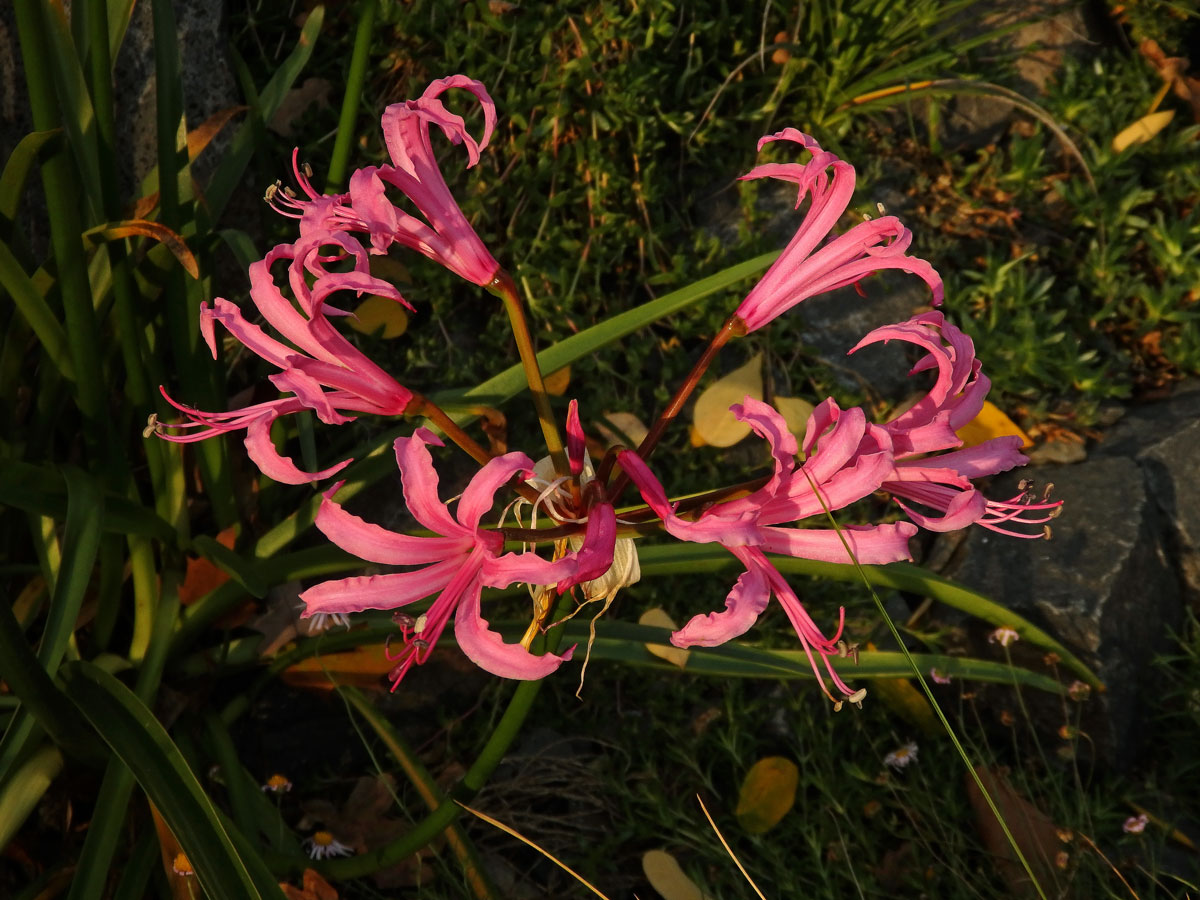 Nerine bowdenii W. Watson