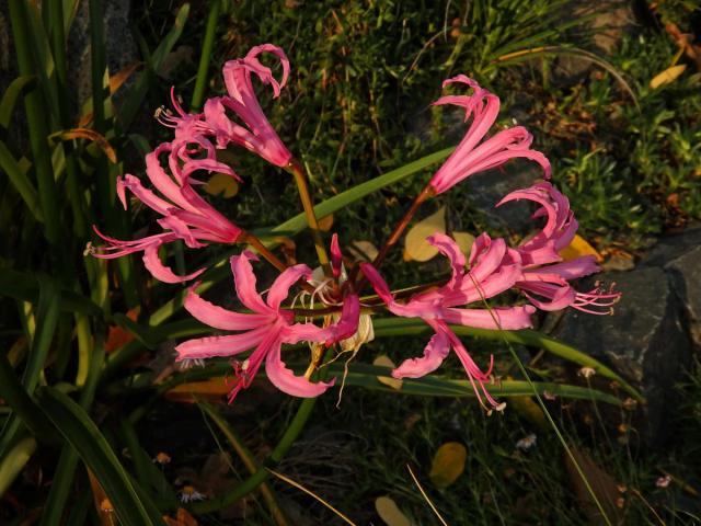 Nerine bowdenii W. Watson