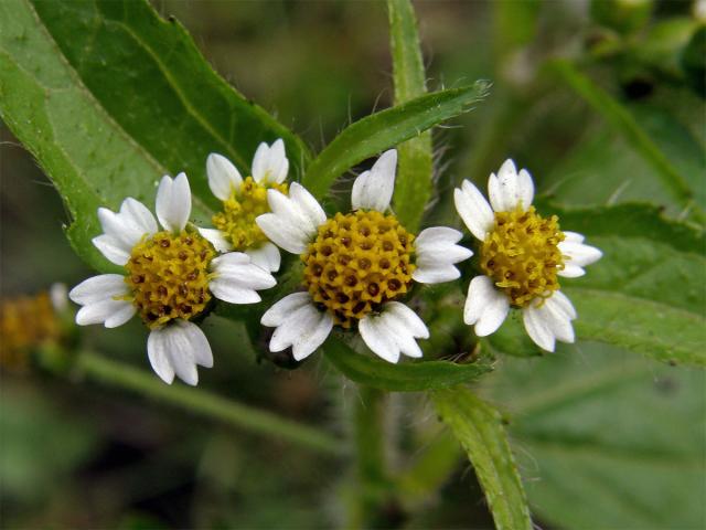 Pěťour maloúborný (Galinsoga parviflora Cav.)