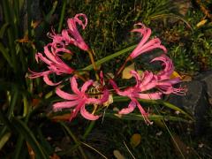 Nerine bowdenii W. Watson 