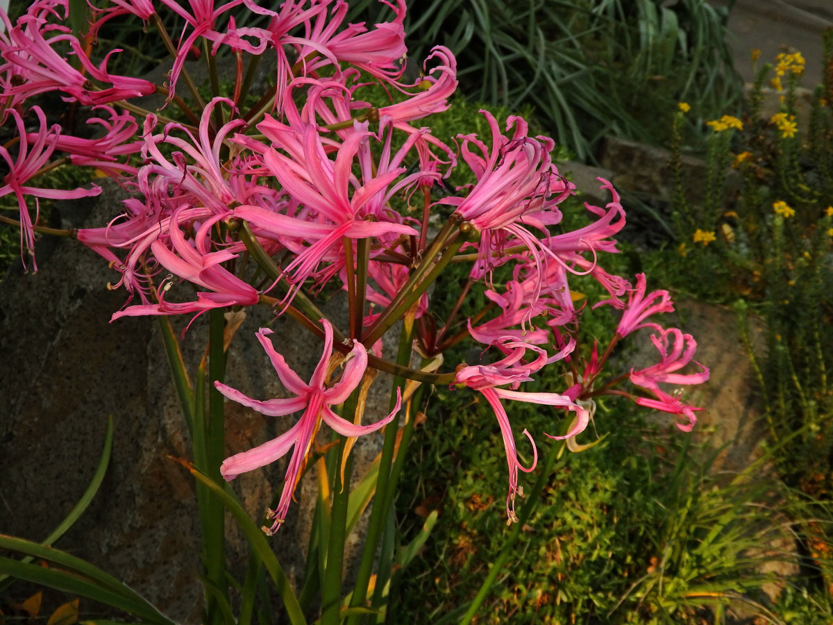 Nerine bowdenii W. Watson