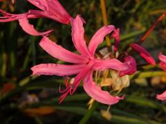 Nerine bowdenii W. Watson