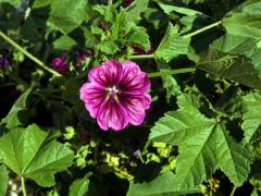 Sléz (Malva trifida Cav.)