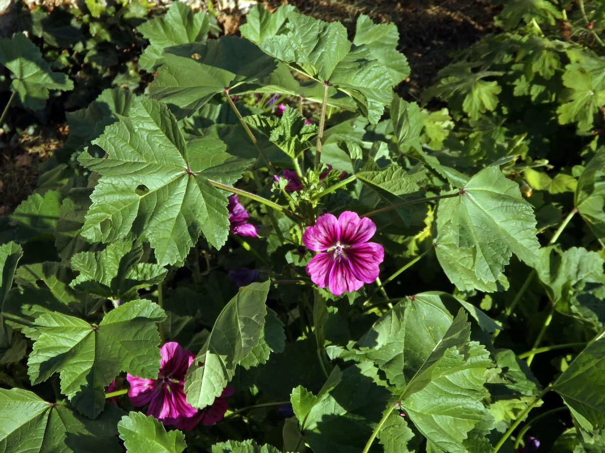 Sléz (Malva trifida Cav.)