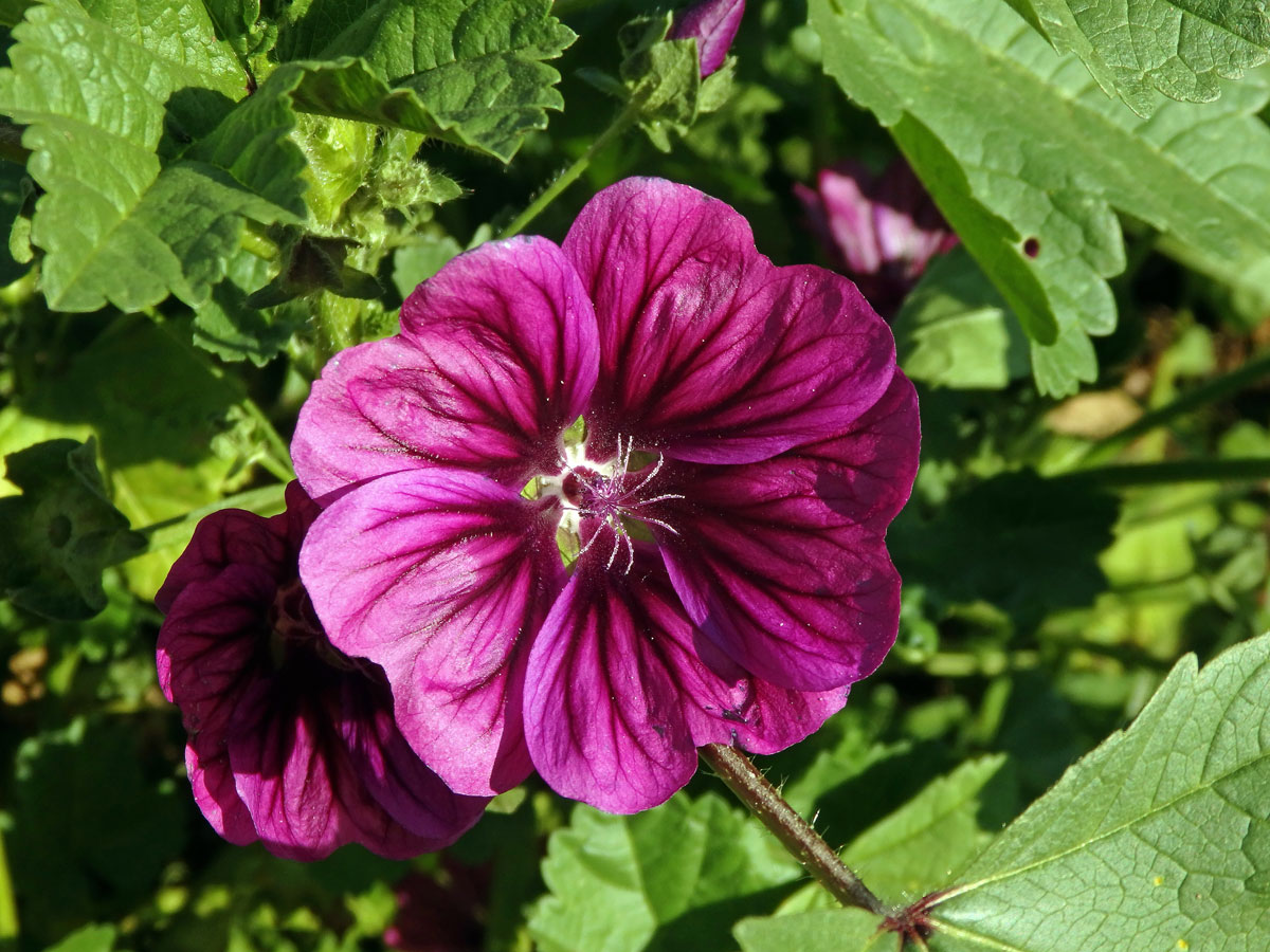 Sléz (Malva trifida Cav.)