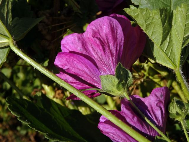 Sléz (Malva trifida Cav.)