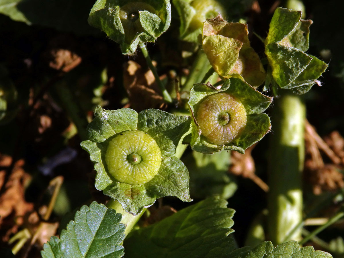 Sléz (Malva trifida Cav.)