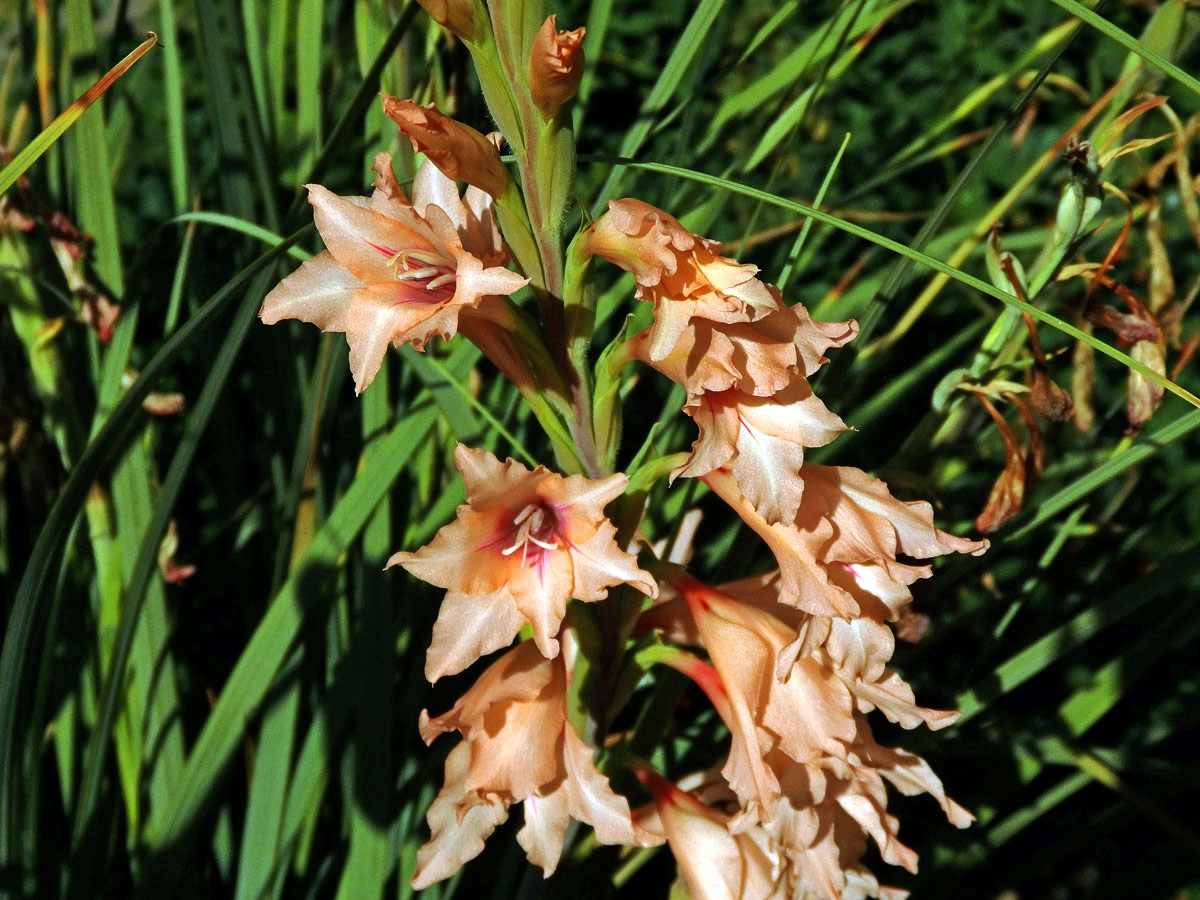 Mečík (Gladiolus oppositiflorus Herb.)