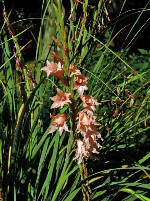 Mečík (Gladiolus oppositiflorus Herb.)