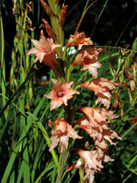 Mečík (Gladiolus oppositiflorus Herb.)