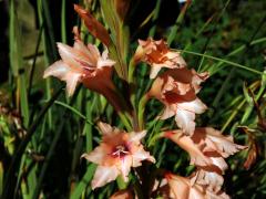 Mečík (Gladiolus oppositiflorus Herb.)