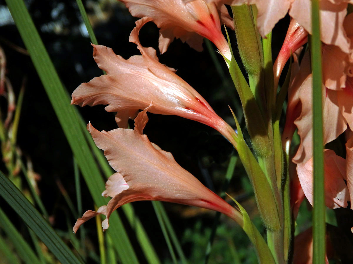 Mečík (Gladiolus oppositiflorus Herb.)