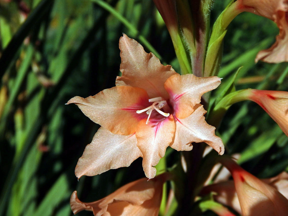 Mečík (Gladiolus oppositiflorus Herb.)