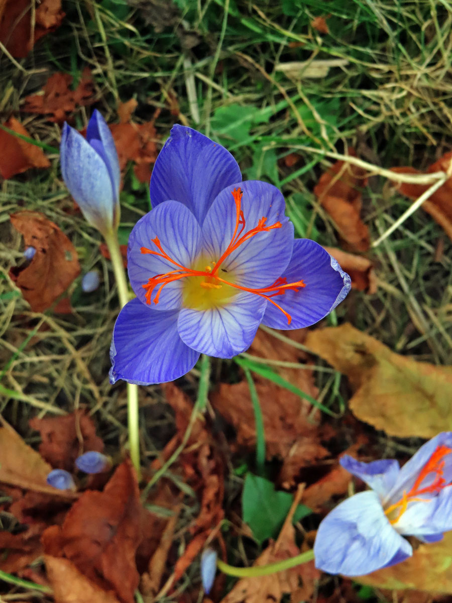 Šafán obecný (Crocus sativus L.)