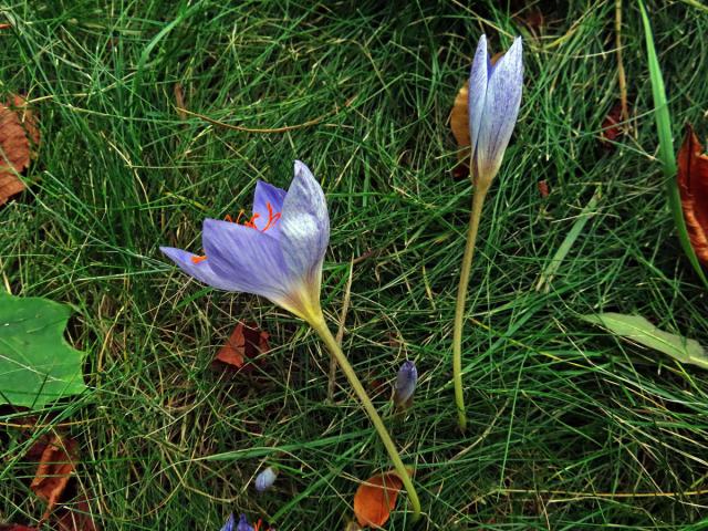 Šafán obecný (Crocus sativus L.)